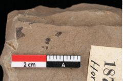 Foto (Detailansicht) von Glyptostrobus ungeri Heer (NHMW-GEO-2024-0188-0187)